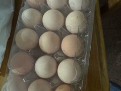 -马陆小张葡萄园农家乐