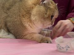 -北京观赏动物医院·24小时大型综合·猫专科·异宠专科