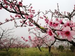 -樂桃源奉贤黄桃种植采摘基地