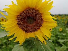 -曲江薰衣草庄园
