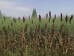 -中国天府农业博览园