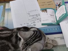 -瑞派长江宠物医院·猫科·外科·24小时夜护(谊城公寓分院)