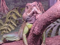 -昆明动物园