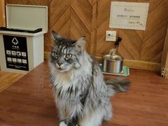 -MOCHA明星猫咖(田子坊店)