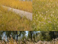 -野鸭湖国家湿地公园