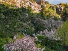 -泰山风景名胜区