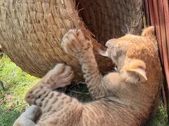 -西霞口神雕山野生动物世界