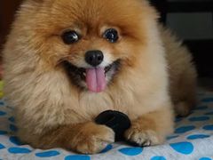 -北京恒爱动物医院(清景园分院)