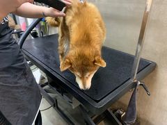 -PETKIT小佩宠物·低压洗护(国顺东路店)