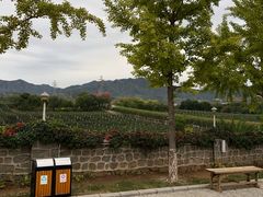 -北京张裕爱斐堡酒庄