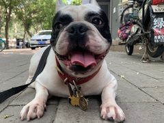 -北京赛佳动物医院