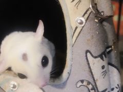 -藦茜花园宠物主题亲子互动体验馆(国顺东路店)