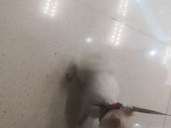 -帕帕拉兹宠物(亚洲旗舰店)