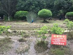 -贵州森林野生动物园