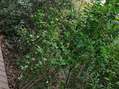 -上海佘山国家森林公园西佘山园