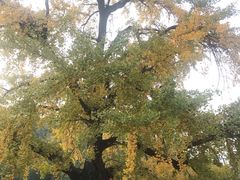-千年银杏谷文化旅游区