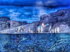 -暹罗海洋世界