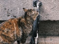 -龙华寺