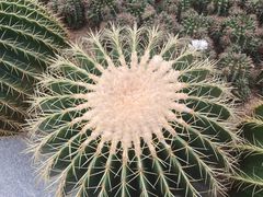 -深圳仙湖植物园