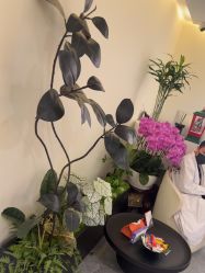 -海涛医疗美容·面部抗衰·注射美鼻