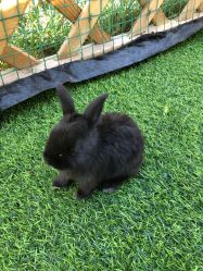 -萌宠亲子动物乐园(槐房万达店)