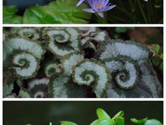 -国家植物园南园