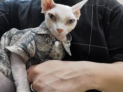 -猫力发电所·宠物专门店