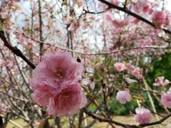 -天适樱花悠乐园