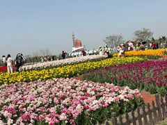 -荷兰花海