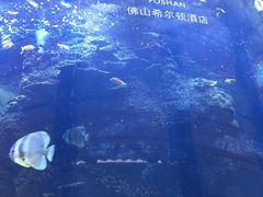 -OPEN開全日自助餐厅·牛肉火锅·海鲜(佛山希尔顿酒店)