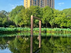 -陈家山荷花公园