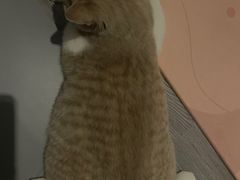 -东方名猫馆·英短金渐层布偶猫舍(环线广场1号楼店)