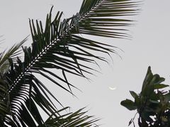 -东郊椰林