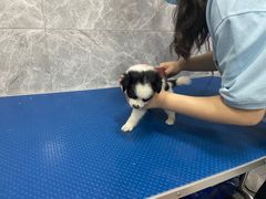 -瑞鹏宠物医院华南总院·夜诊·心脏科·骨科
