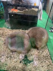 -Moni星球萌宠·小马宝莉·灵蛇·高端高阶全萌宠互动体验俱乐部(红豆国际广场店)