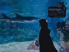 -烟台海昌鲸鲨海洋公园