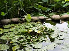 -陈家山荷花公园