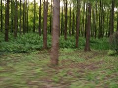 -黄海国家森林公园