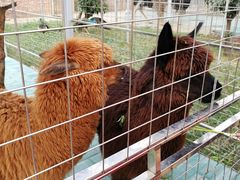 -迪茵湖田家舍生态农场