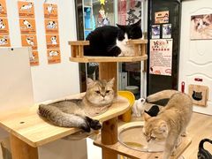 -有喵·猫咖·狗咖·30几只猫10只小狗(岗厦店)