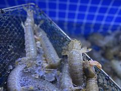 -渔民船说·北塘海鲜·天津菜·海肠捞饭(北塘古镇店)