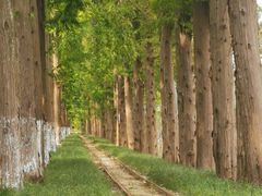 -黄海国家森林公园