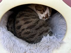 -琥珀川咖啡馆·Amber cafe(百祥路店)