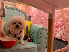 -百好乐宠物友好餐厅(朝外大街店)