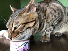 -猫猫幼稚园·撸猫·桌游·电玩