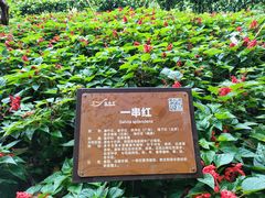 -雁南飞茶田景区