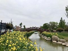 -荷兰花海