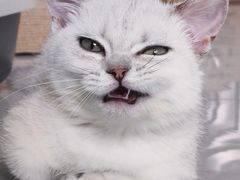 -佑安动物医院·全科·内窥镜中心(幸福巷店)