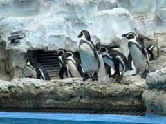 -帝企鹅自助餐厅•儿童岛•真企鹅(长隆企鹅酒店)