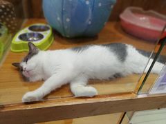 -龟与熊猫宠物公园(南坪店)